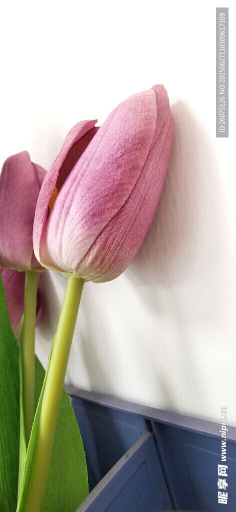粉色郁金香花瓶静物图
