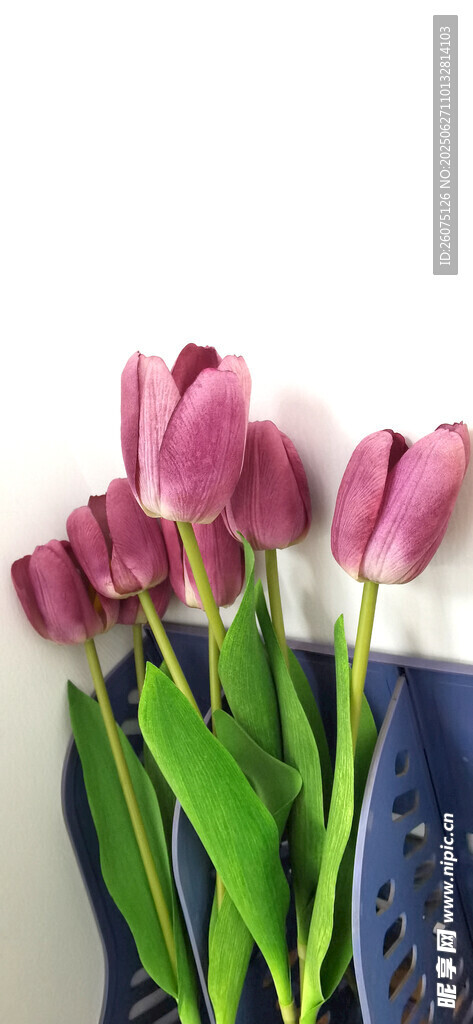 紫色郁金香花瓶插花