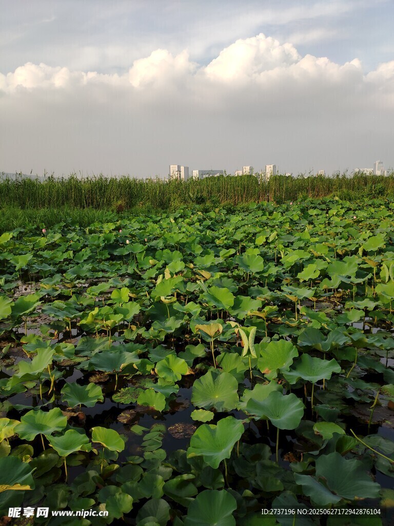 夏日荷塘