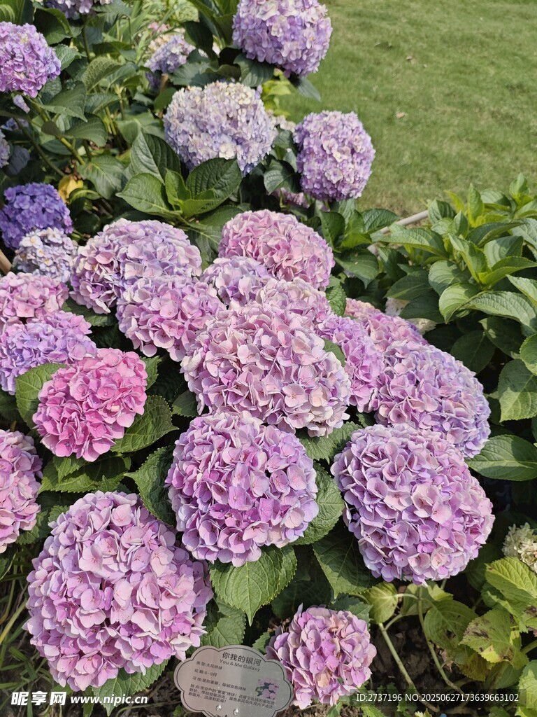绣球花