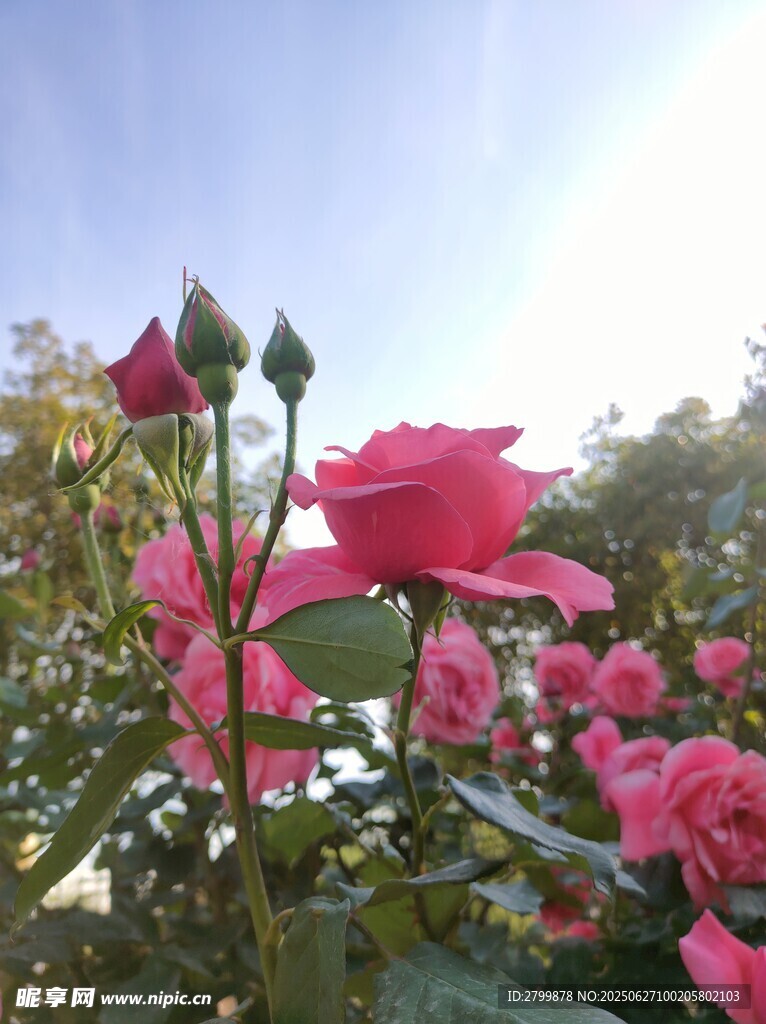 阳光下绽放的娇艳月季花