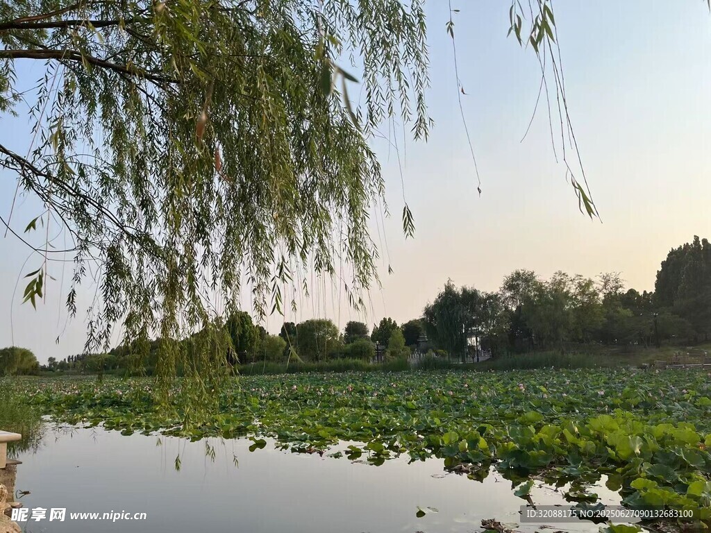 湖畔垂柳映绿水