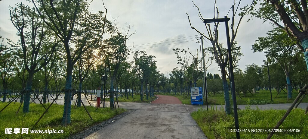 乡间小路旁的绿意景致