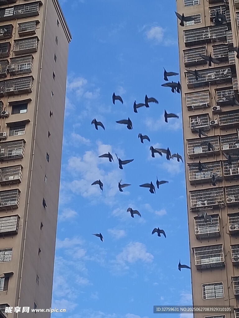 高楼间群鸟翱翔