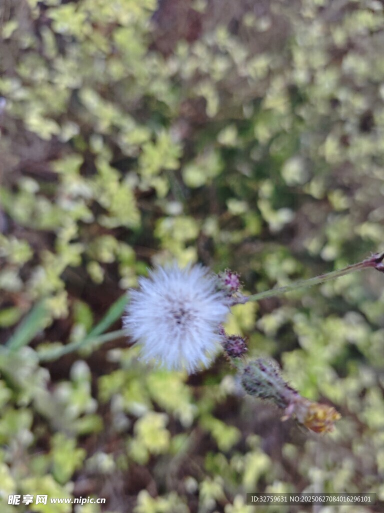 蓝花旁的蝴蝶