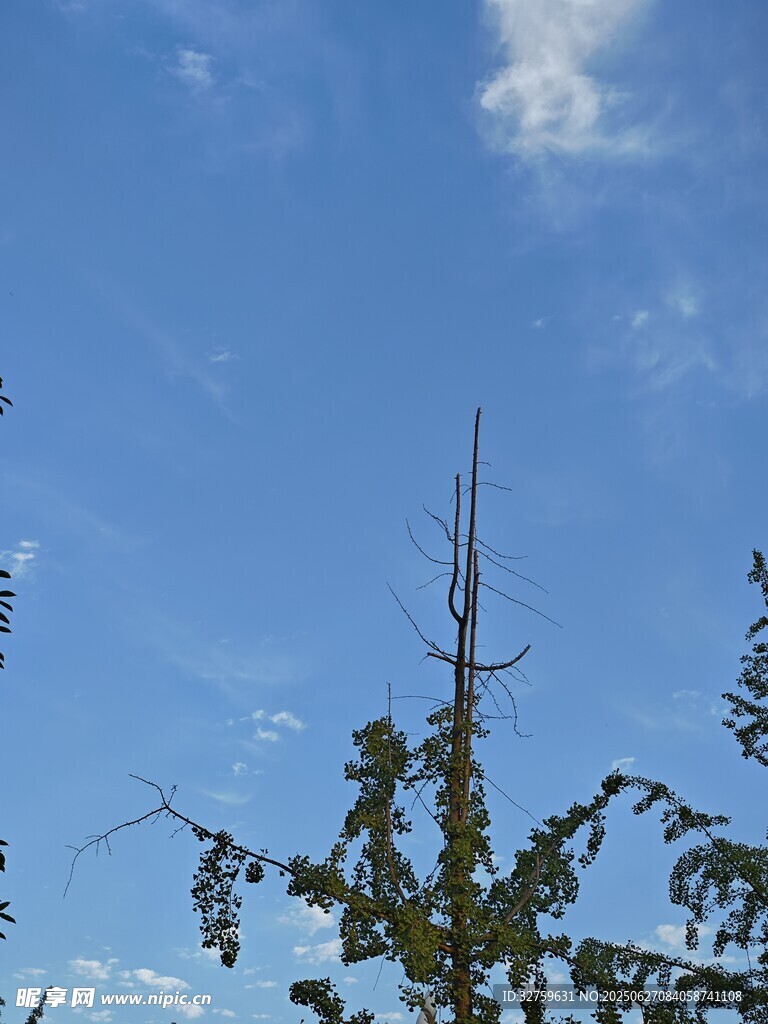 蓝天绿树间的挺拔树梢