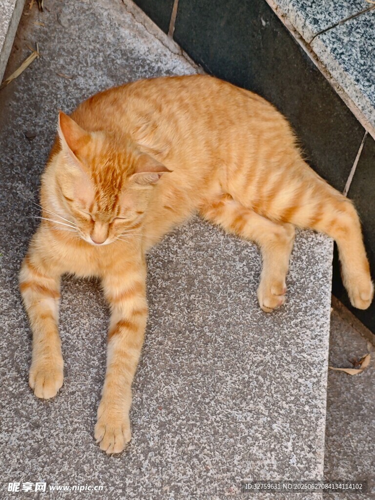 橘猫惬意躺卧在石板上