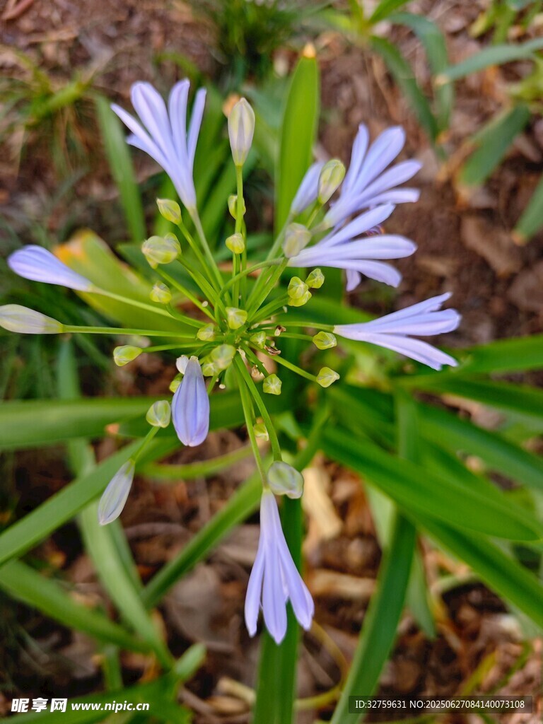 清新蓝花绽放