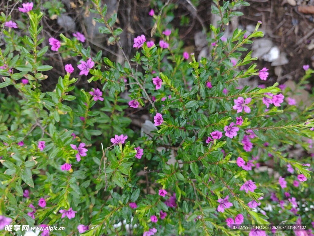 繁茂花丛中的紫色小花