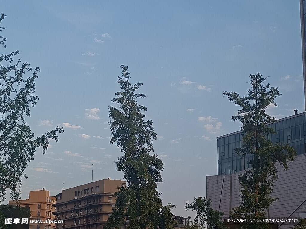 城市树梢上的晴朗天空