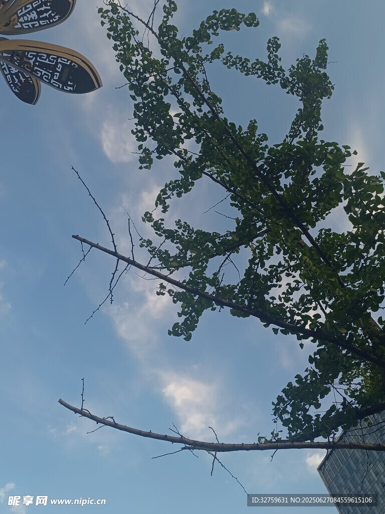 仰视视角下的绿树与天空