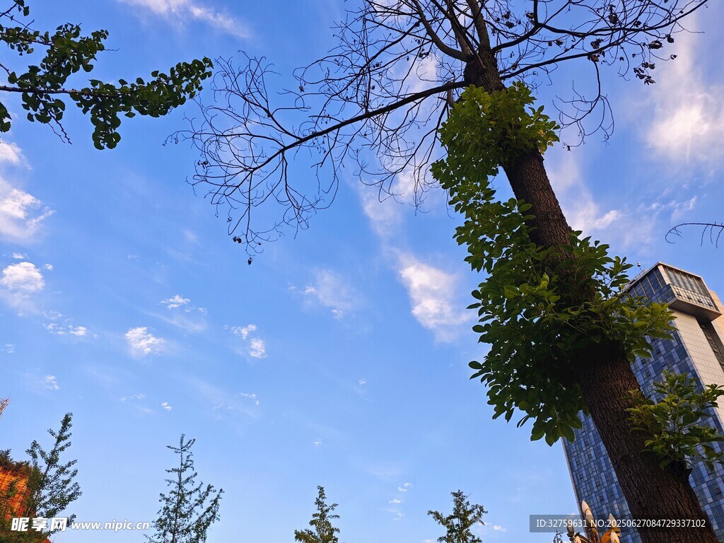 蓝天绿树间的清新景致