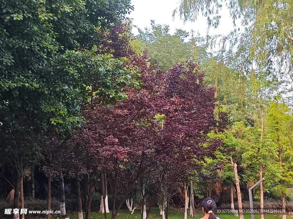 公园多彩树木景观