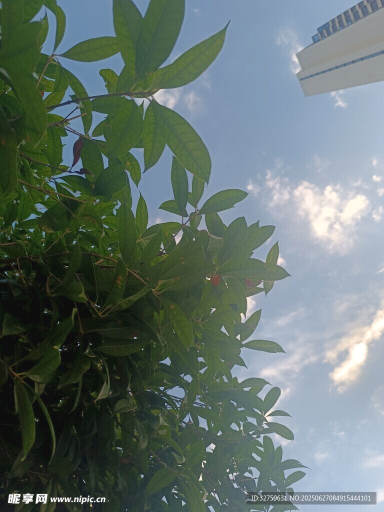 绿叶间的天空与飞机