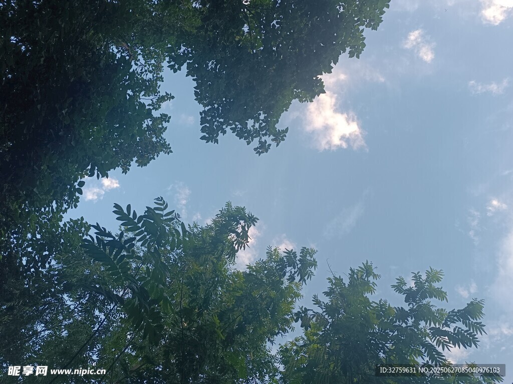 仰视绿树间的蔚蓝天空