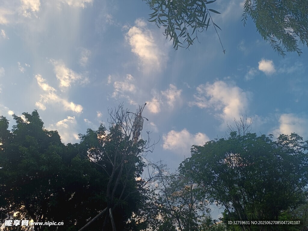 树梢间的蓝天白云