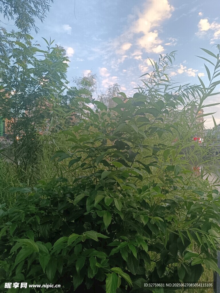 繁茂绿植与蓝天白云景象