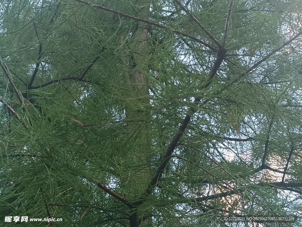 仰视茂密枝叶的高大树木