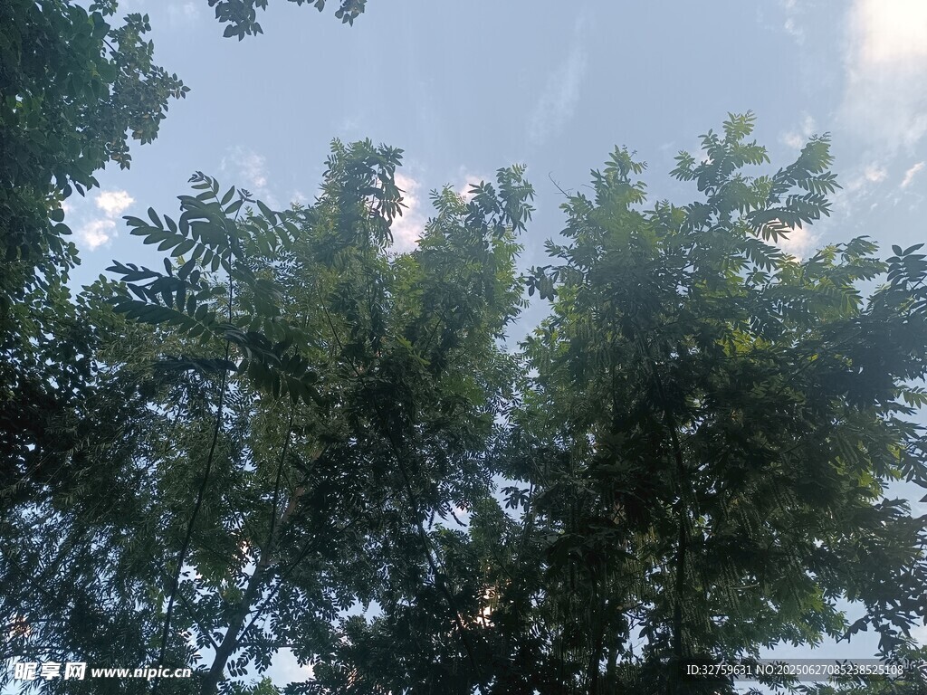 仰视葱郁树木与蓝天