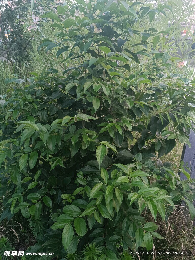 繁茂绿植景观