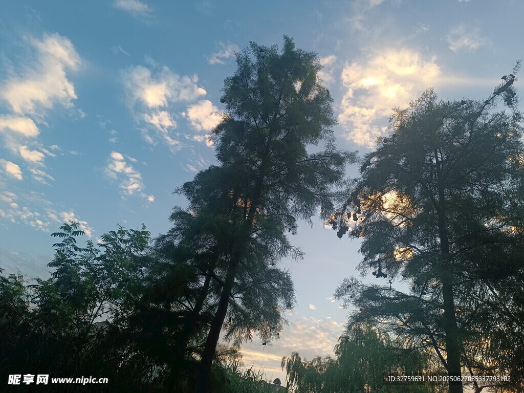 夕阳下的树林剪影