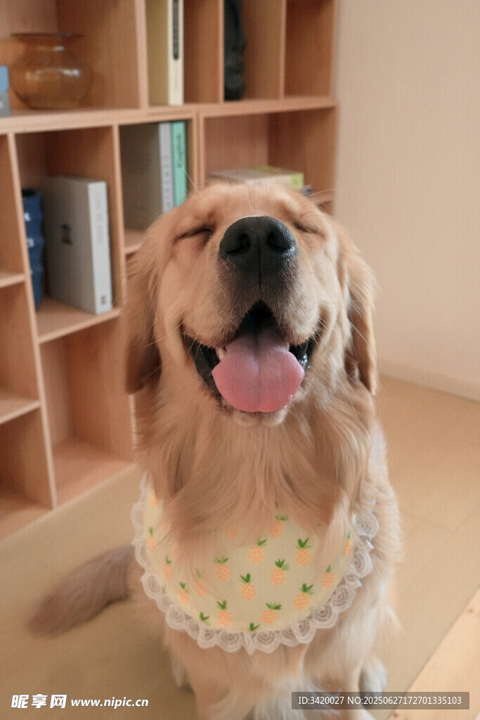 可爱金毛