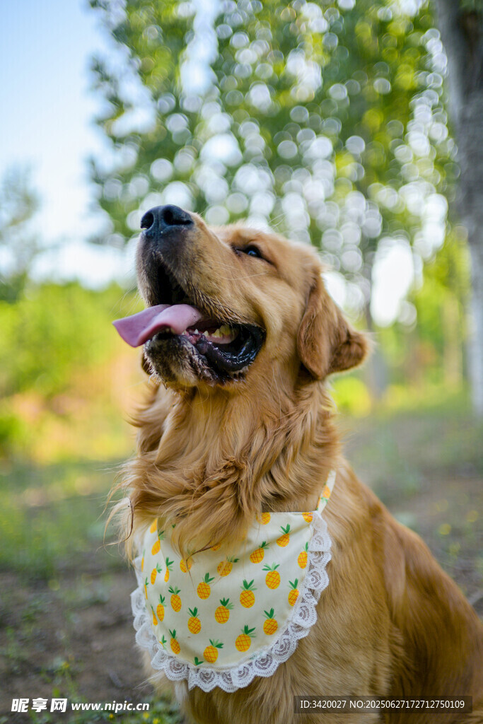 金毛犬