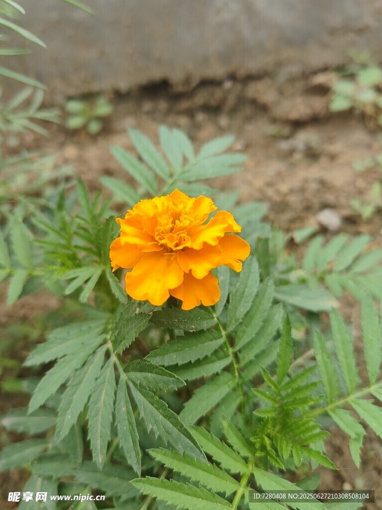 娇艳黄色万寿菊特写