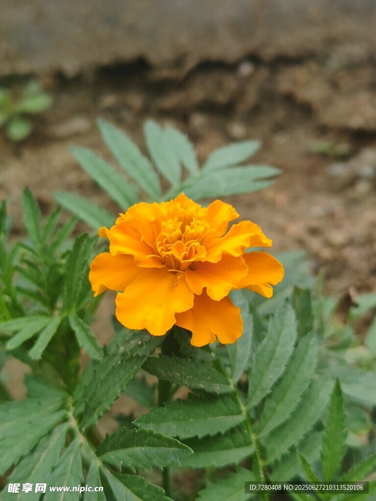 单朵橙色万寿菊绽放
