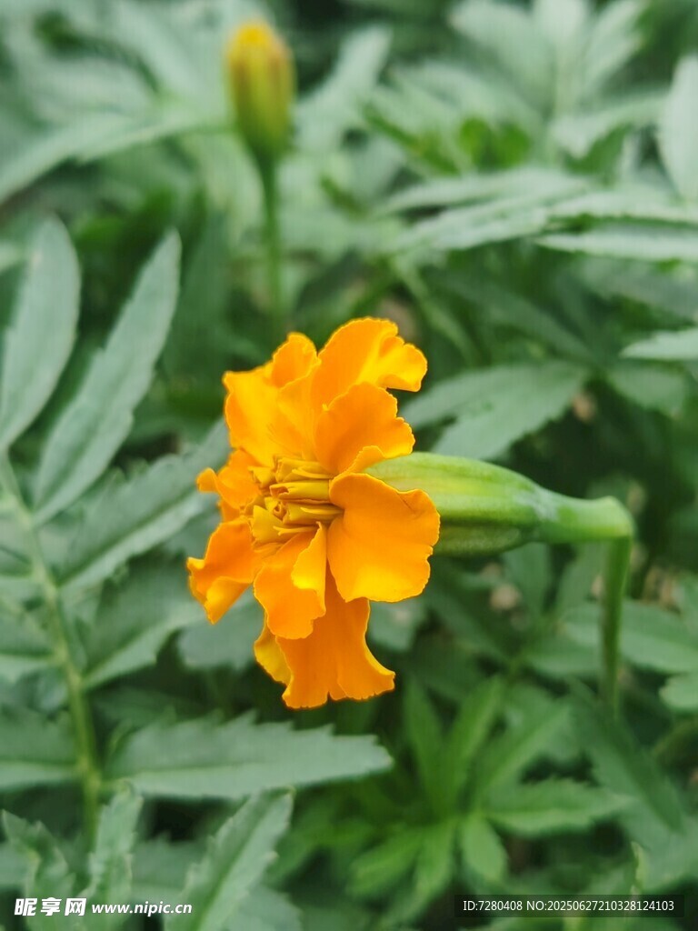 单朵橙色万寿菊绽放