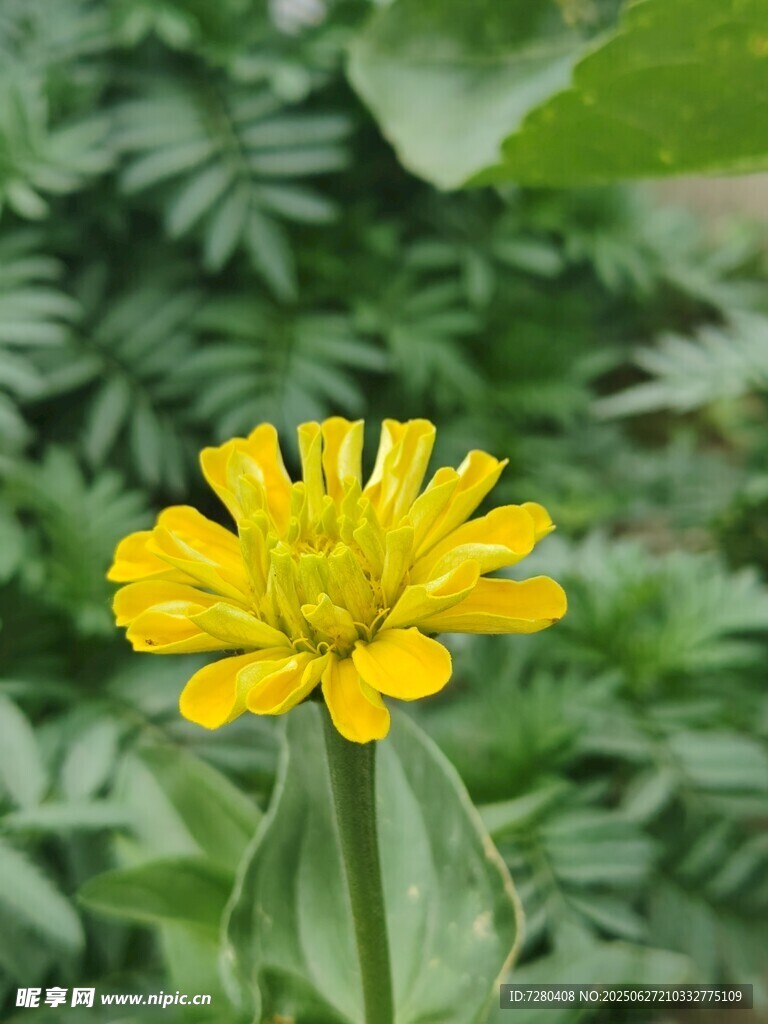 黄色单朵小花绽放