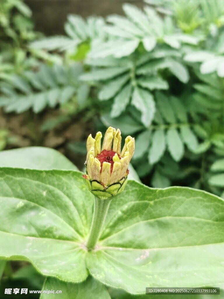 绿叶间绽放的黄色小花