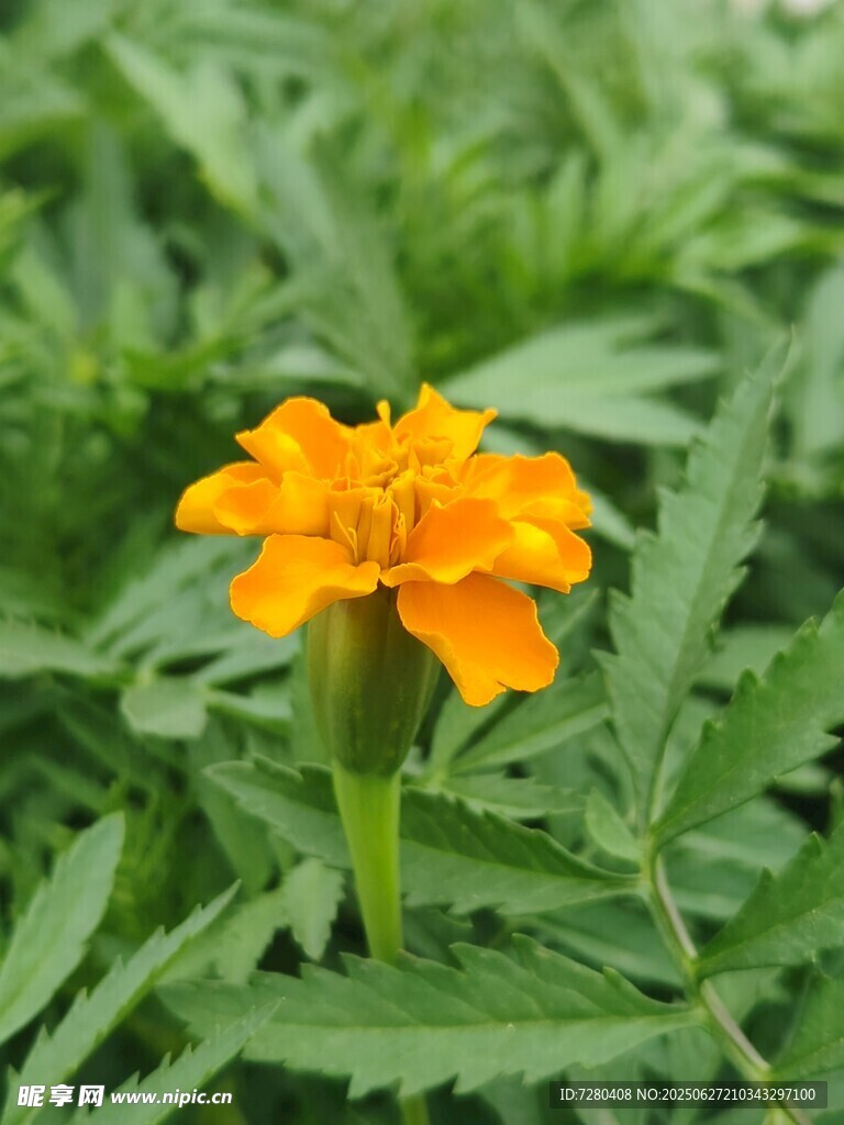 单朵橙色万寿菊绽放绿叶间