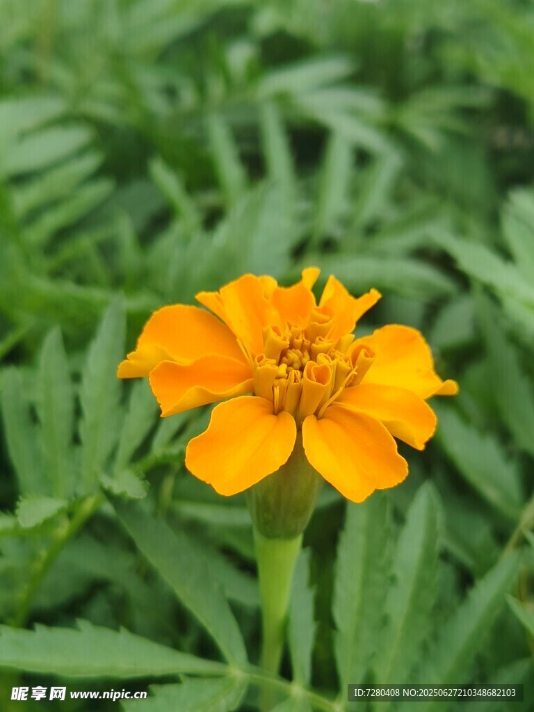 一朵明艳的橙色小花