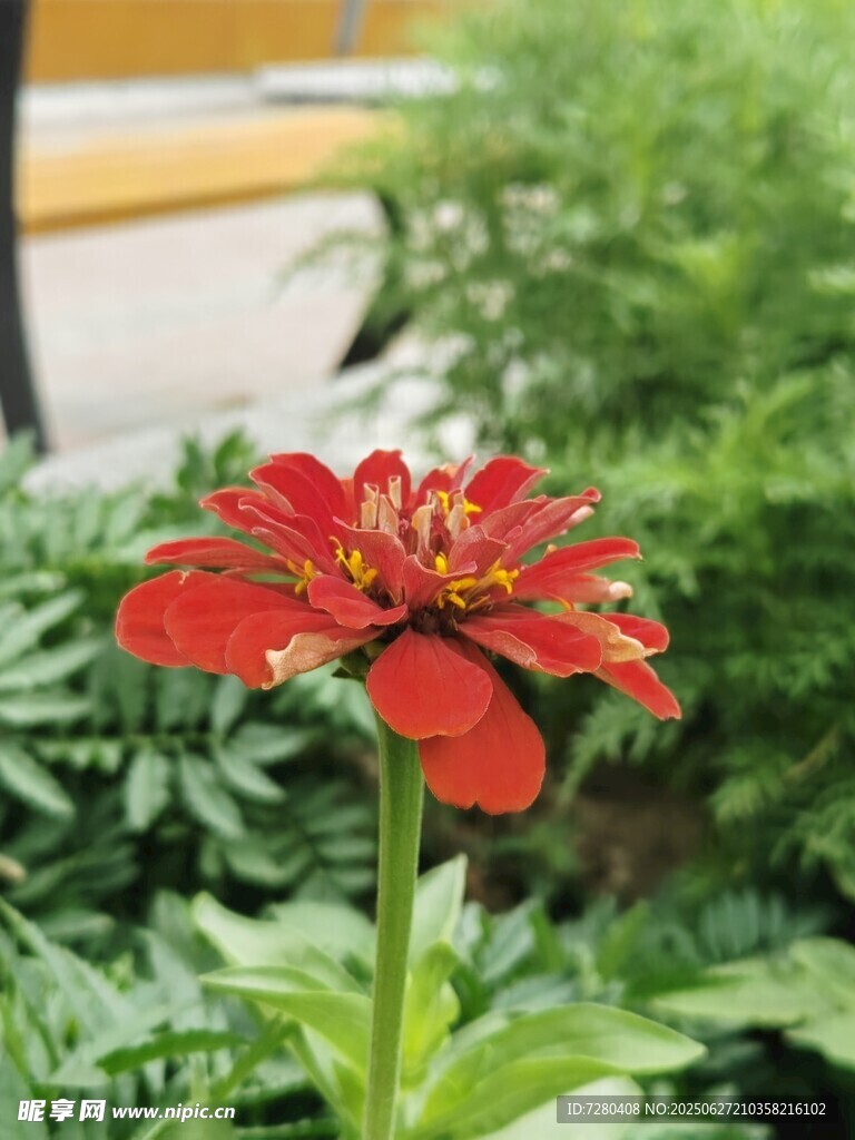 娇艳红色花朵绽放