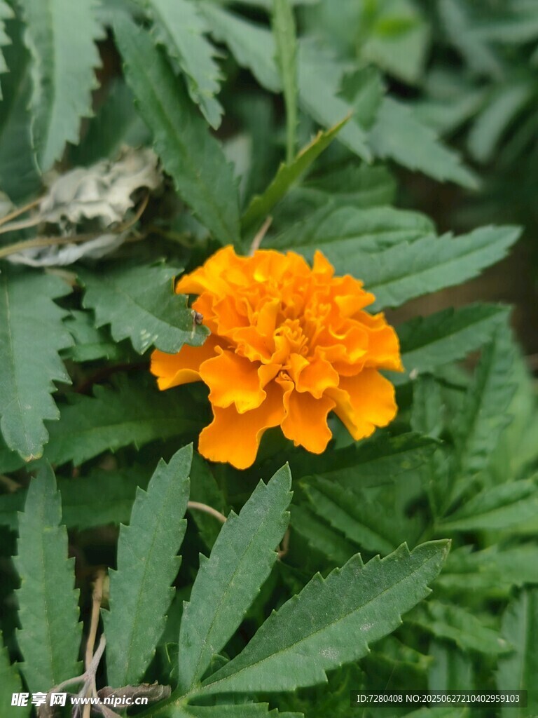 橙色万寿菊绽放绿叶间