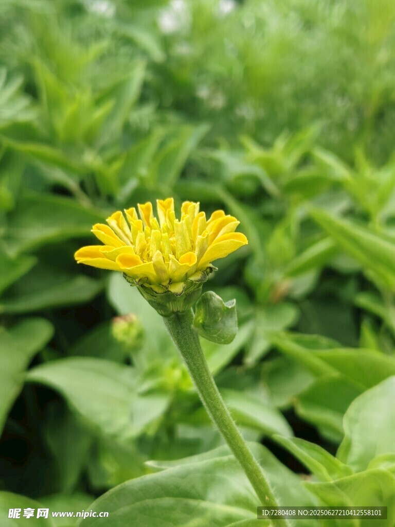 黄色小花绽放于绿叶间