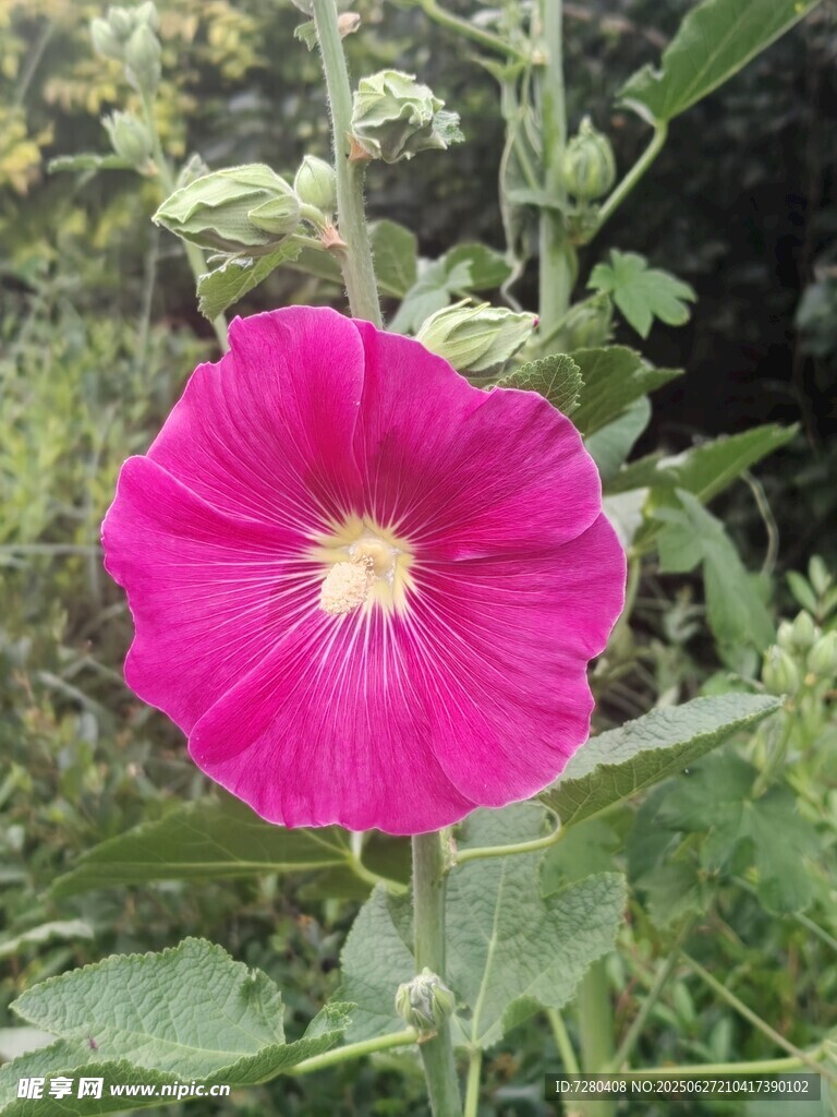 艳丽粉色蜀葵花