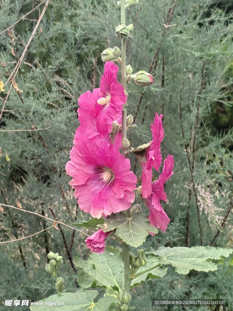 艳丽蜀葵花绽放