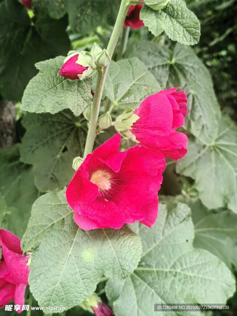 艳丽蜀葵绽放