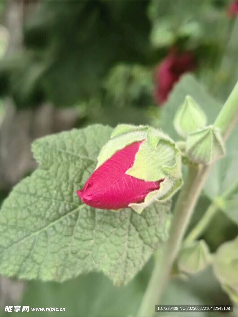 含苞待放的娇艳花朵
