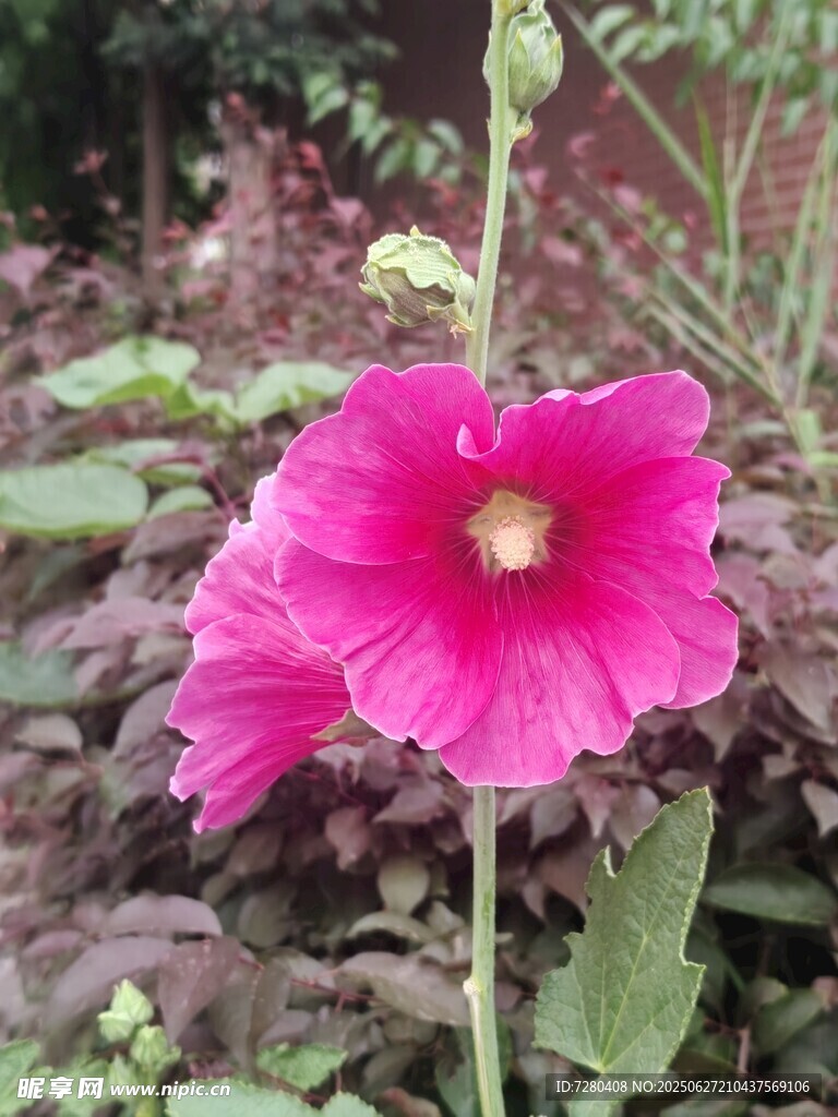 娇艳蜀葵花绽放