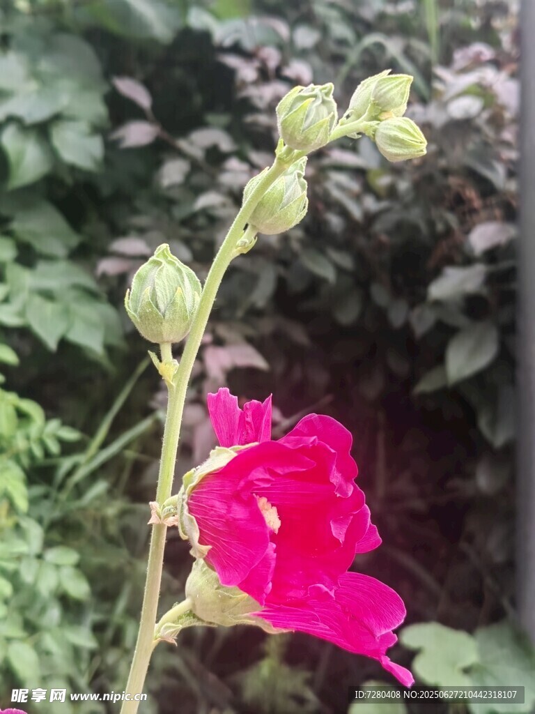 娇艳绽放的粉红色蜀葵花