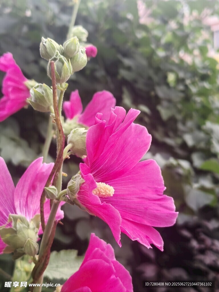 娇艳蜀葵花绽放