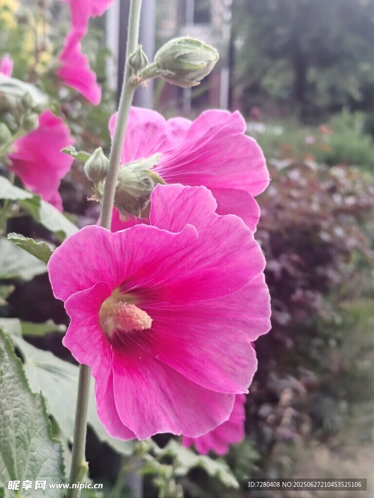 娇艳粉色蜀葵花绽放