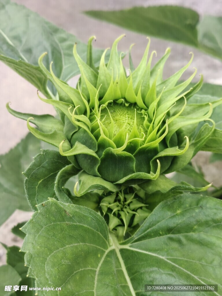 嫩绿向日葵花苞特写