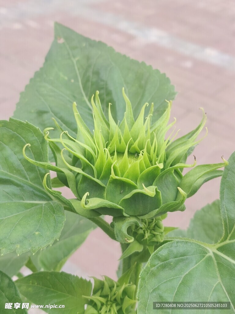 含苞待放的向日葵
