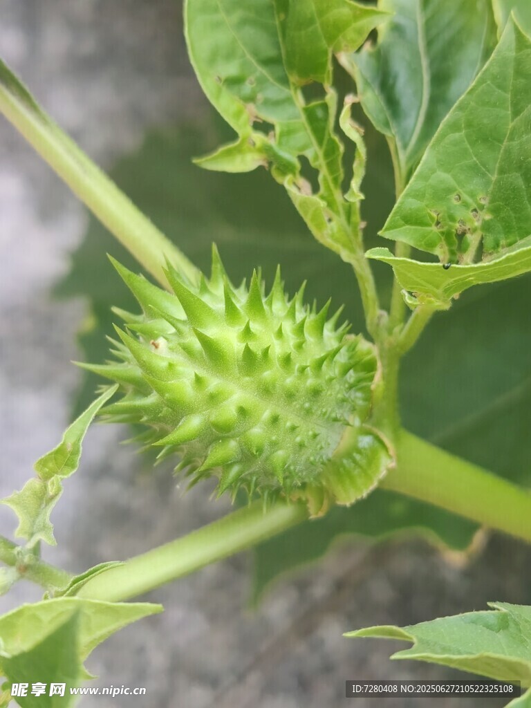 带刺的绿色苍耳果实