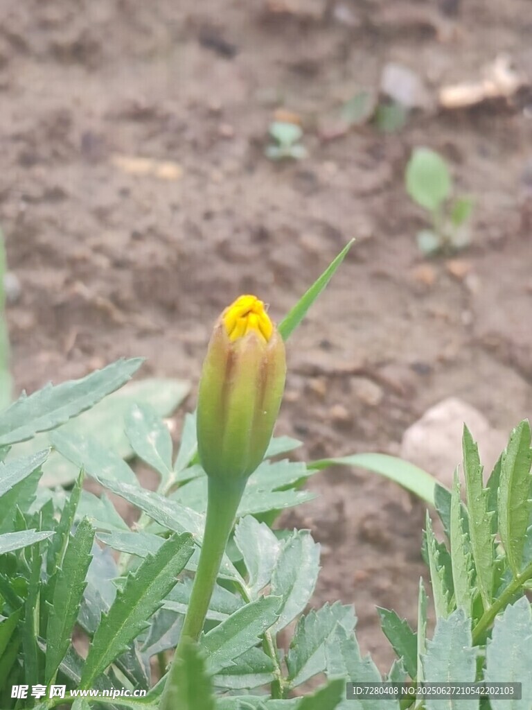 含苞待放的黄色小花