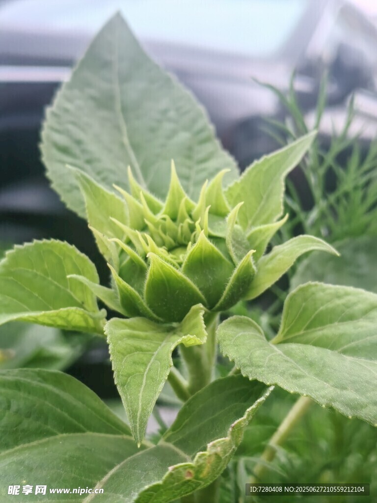 含苞待放的绿色植物